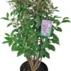 Sering (Syringa (Villosae Groep) 'Minuet') D 23 H 70 Cm -PlantenPuur Verkoopwinkel 8717263438670 1 1