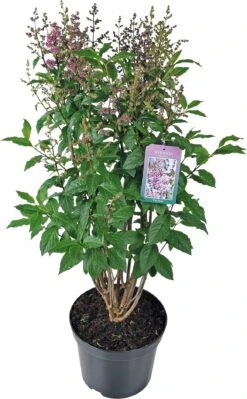 Sering (Syringa (Villosae Groep) 'Minuet') D 23 H 70 Cm