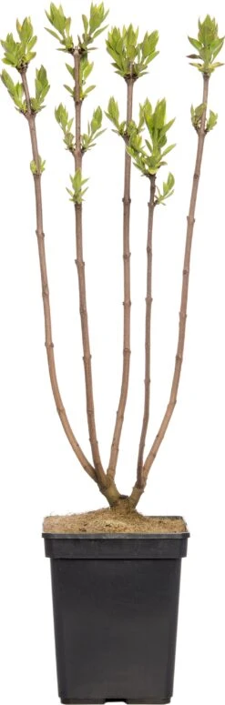 Sering (Syringa Vulgaris 'Andenken An Ludwig Spaeth') D 23 H 30 Cm