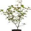 Japanse Sneeuwbal (Viburnum Plicatum 'Grandiflorum') D 21 H 40 Cm -PlantenPuur Verkoopwinkel 8717263438762