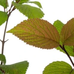Japanse Sneeuwbal (Viburnum Plicatum 'Grandiflorum') D 21 H 40 Cm -PlantenPuur Verkoopwinkel 8717263438762 2