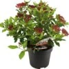 Sneeuwbal (Viburnum Tinus 'Gwenllian') D 23 H 30 Cm -PlantenPuur Verkoopwinkel 8717263438786 0