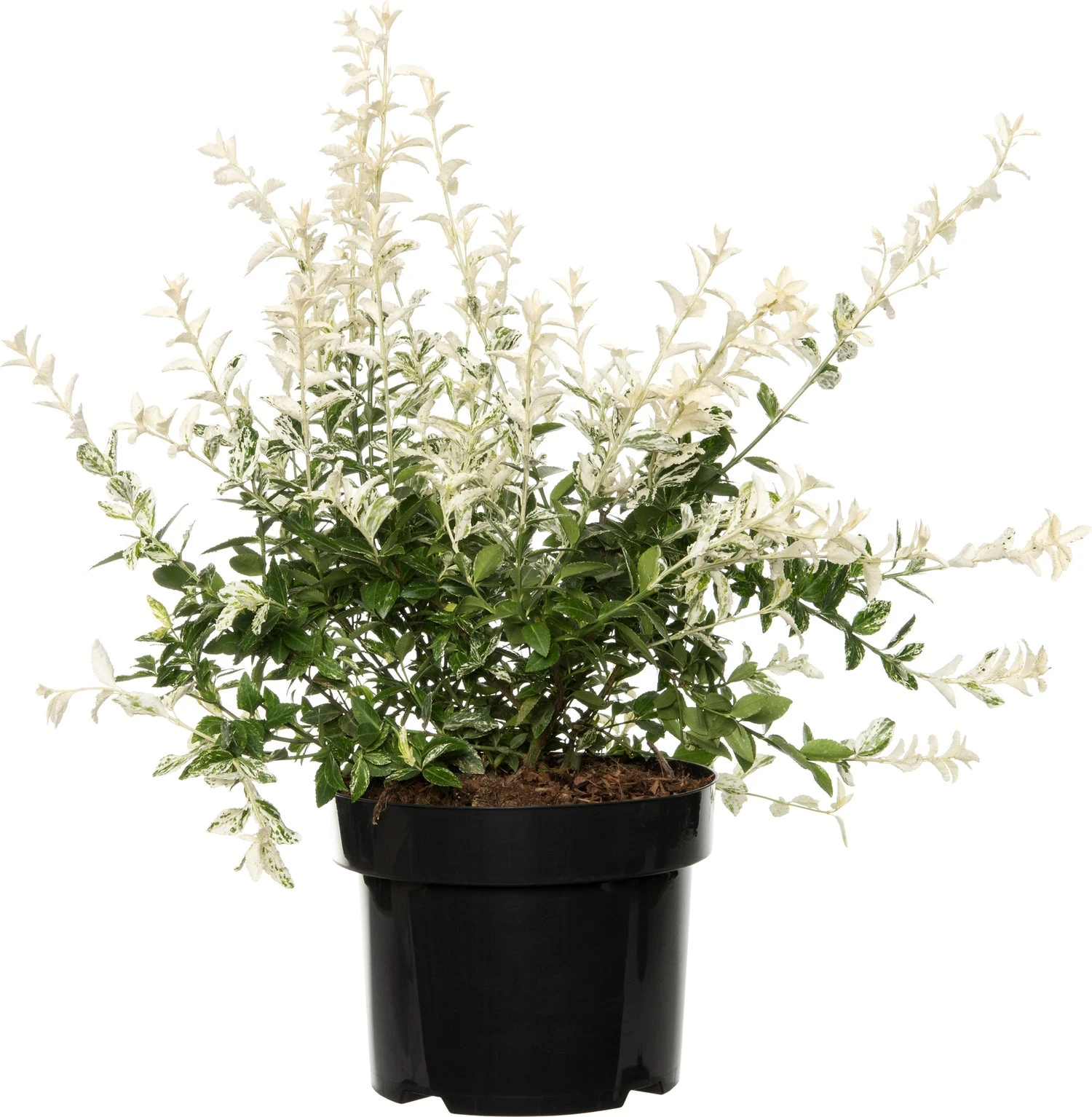 Kardinaalsmuts (Euonymus Fortunei 'Harlequin') D 23 H 30 Cm 3 Kardinaalsmuts (Euonymus Fortunei 'Harlequin') D 23 H 30 Cm