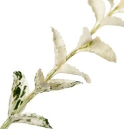 Kardinaalsmuts (Euonymus Fortunei 'Harlequin') D 23 H 30 Cm 5 Kardinaalsmuts (Euonymus Fortunei 'Harlequin') D 23 H 30 Cm -PlantenPuur Verkoopwinkel 8717263440871 2