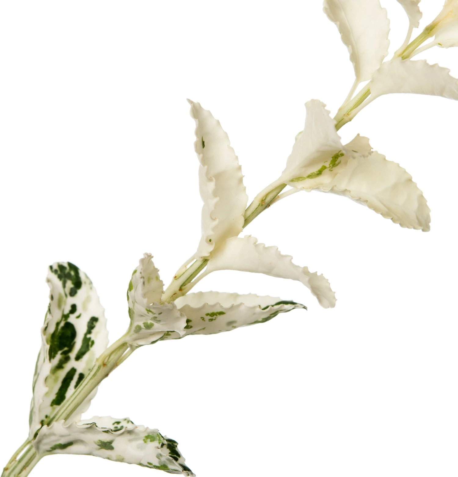 Kardinaalsmuts (Euonymus Fortunei 'Harlequin') D 23 H 30 Cm 4 Kardinaalsmuts (Euonymus Fortunei 'Harlequin') D 23 H 30 Cm - Afbeelding 2