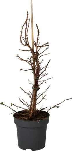 Klimhortensia (Hydrangea Anomala ‘Petiolaris’) D 31 H 80 Cm