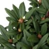 Rhododendron (Rhododendron 'Wine And Roses') D 23 H 30 Cm -PlantenPuur Verkoopwinkel 8717263445067 0