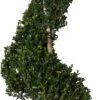 Japanse Hulst Spiraal (Ilex Crenata 'Dark Green') D 34 H 90 Cm 1 Japanse Hulst Spiraal (Ilex Crenata 'Dark Green') D 34 H 90 Cm -PlantenPuur Verkoopwinkel 8717263445302 0