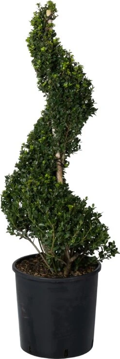Japanse Hulst Spiraal (Ilex Crenata 'Dark Green') D 34 H 90 Cm