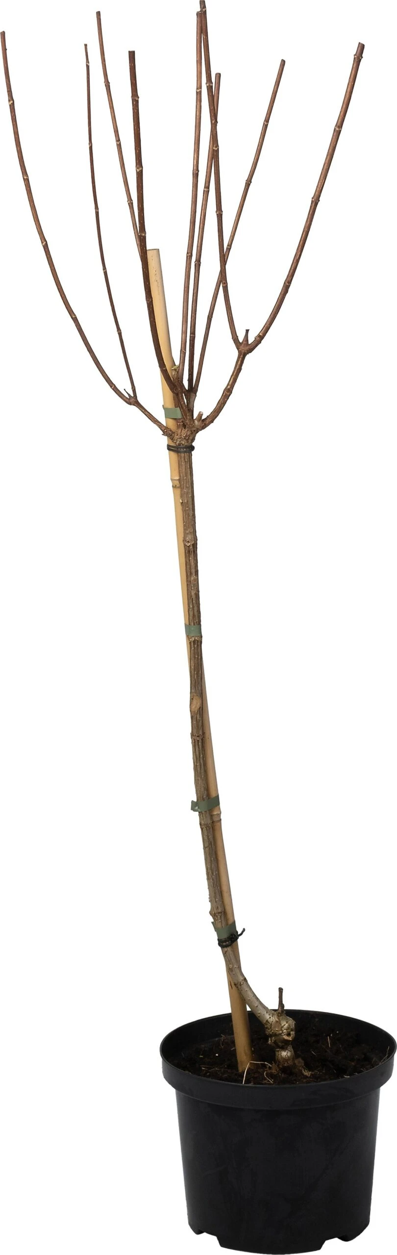 Pluimhortensia (Hydrangea Paniculata 'Candlelight') D 23 H 60 Cm 3 Pluimhortensia (Hydrangea Paniculata 'Candlelight') D 23 H 60 Cm