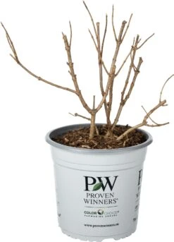 Pluimhortensia (Hydrangea Paniculata 'Little Lime') D 23 H 30 Cm