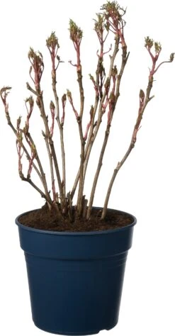 Boompioen (Paeonia Suffruticosa) D 32 H 40 Cm