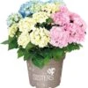 Hortensia (Hydrangea Macrophylla 'Three Sisters') Blauw D 25 H 40 Cm -PlantenPuur Verkoopwinkel 8717263450139 1