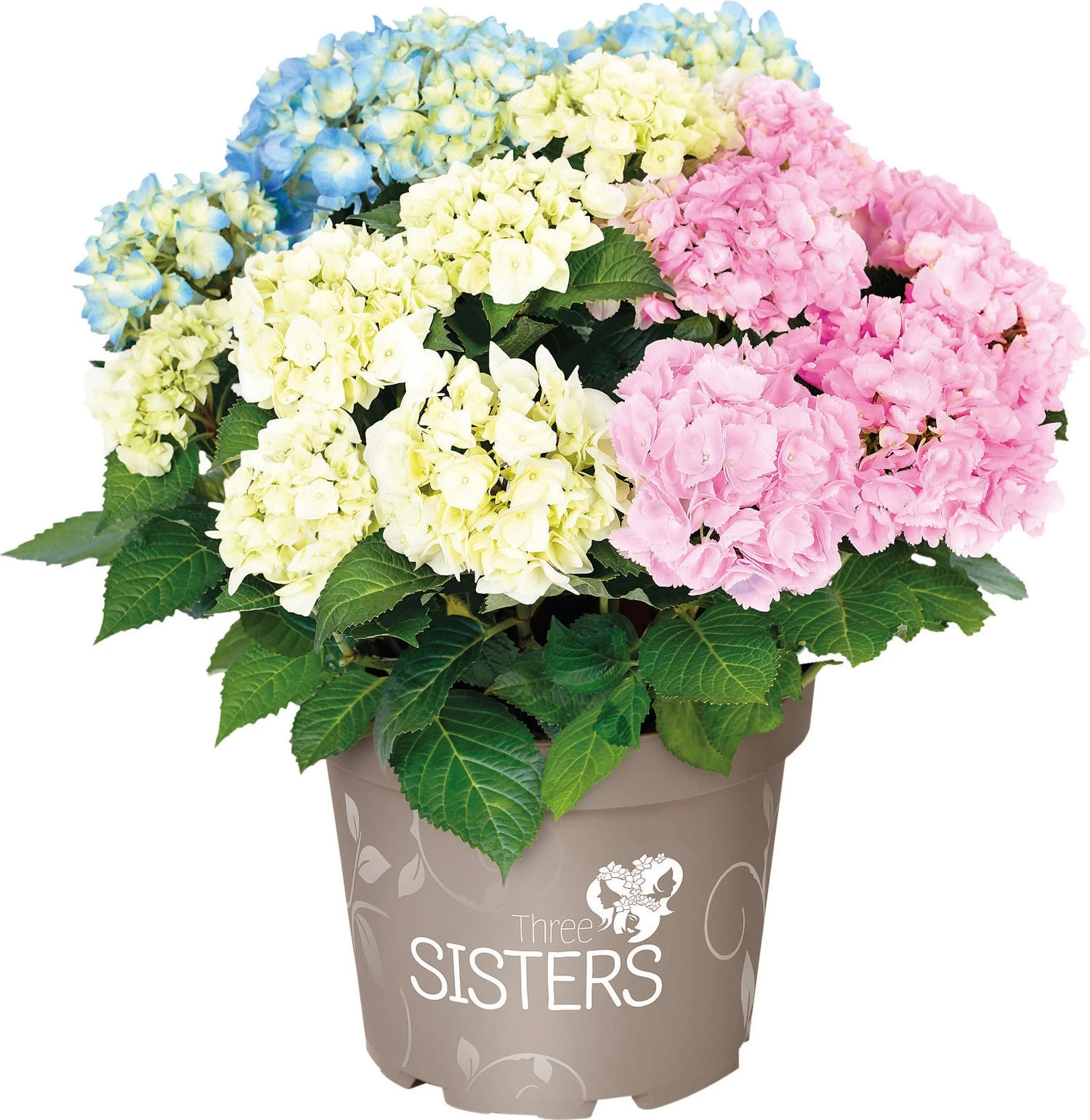 Hortensia (Hydrangea Macrophylla 'Three Sisters') Blauw D 25 H 40 Cm 3 Hortensia (Hydrangea Macrophylla 'Three Sisters') Blauw D 25 H 40 Cm