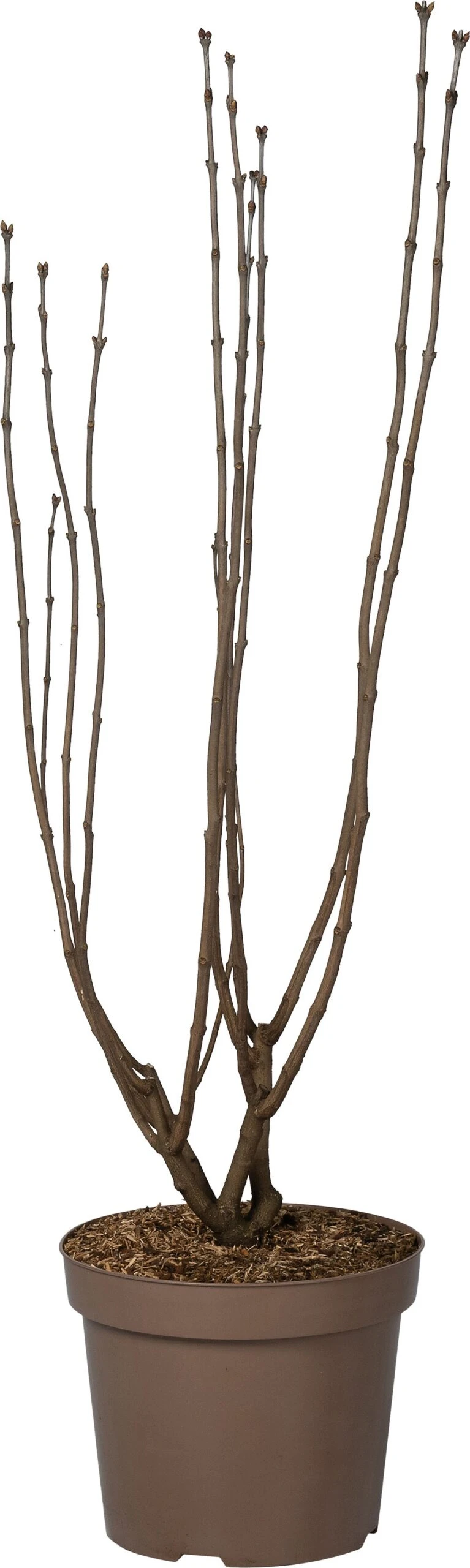 Sering (Syringa Vulgaris 'Sensation') D 32 H 100 Cm 3 Sering (Syringa Vulgaris 'Sensation') D 32 H 100 Cm