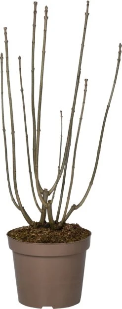 Sering (Syringa Villosa 'Red Wine') D 32 H 100 Cm