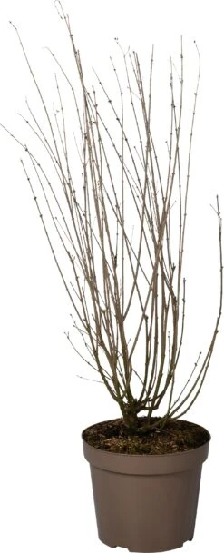 Sering (Syringa Bloomerang® 'Dark Purple') D 32 H 90 Cm