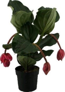 Medinilla (Medinilla Magnifica 'Flamengo') D 17 H 50 Cm