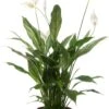 Lepelplant (Spathiphyllum 'Silver Cupido') D 17 H 65 Cm -PlantenPuur Verkoopwinkel 8717263456865