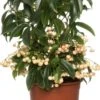 Ardisia (Ardisia Crenata) D 14 H 40 Cm -PlantenPuur Verkoopwinkel 8717263460572