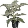 Kalanchoë (Kalanchoë Beharensis) D 19 H 50 Cm -PlantenPuur Verkoopwinkel 8717263460886