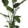 Paradijsvogelplant (Strelitzia Nicolai) D 34 H 180 Cm 2 Paradijsvogelplant (Strelitzia Nicolai) D 34 H 180 Cm -PlantenPuur Verkoopwinkel 8717263462972