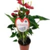 Flamingoplant (Anthurium Andreanum 'Burning Love') D 21 H 75 Cm
