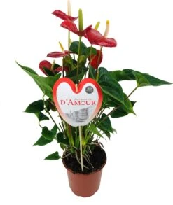 Flamingoplant (Anthurium Andreanum 'Burning Love') D 21 H 75 Cm