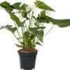 Flamingoplant (Anthurium Andreanum 'White Winner') D 17 H 55 Cm