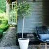 Vijg (Ficus Carica) D 28 H 130 Cm -PlantenPuur Verkoopwinkel 8717263483083 1