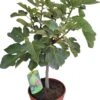 Vijg (Ficus Carica) D 25 H 70 Cm -PlantenPuur Verkoopwinkel 8717263484240 1