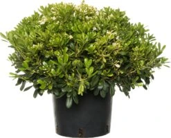 Australische Laurier (Pittosporum Tobira 'Nanum') D 10 H 30 Cm