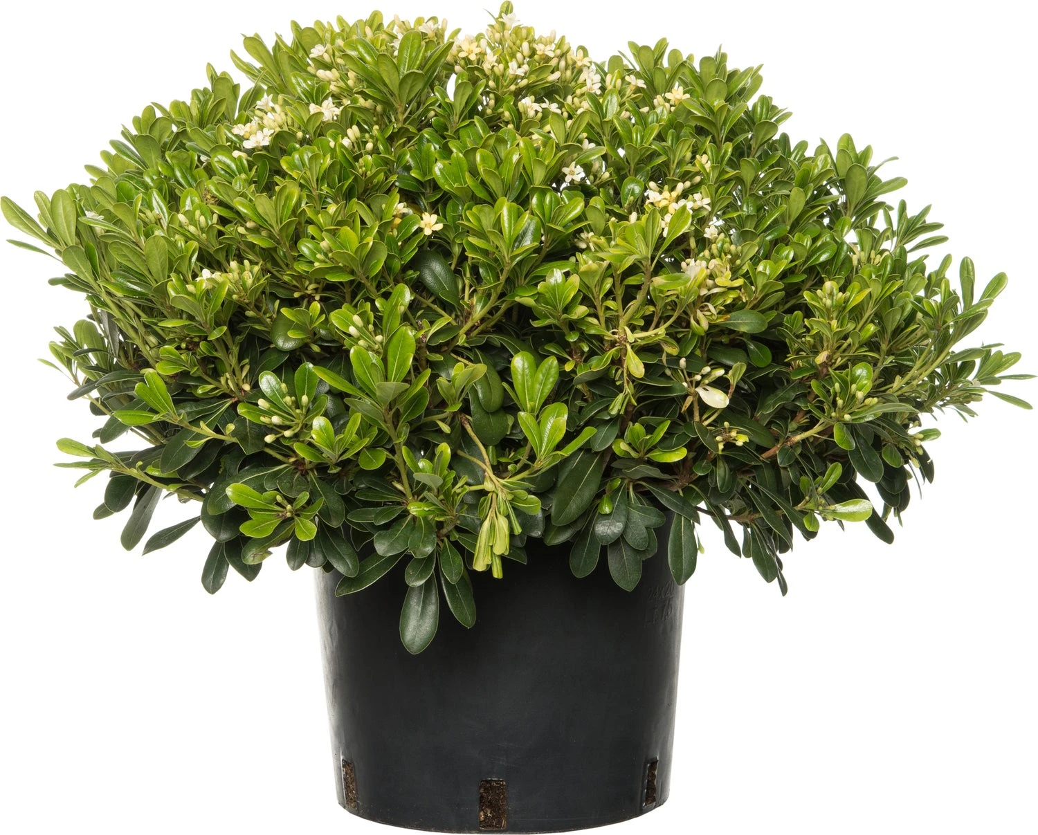 Australische Laurier (Pittosporum Tobira 'Nanum') D 10 H 30 Cm 3 Australische Laurier (Pittosporum Tobira 'Nanum') D 10 H 30 Cm
