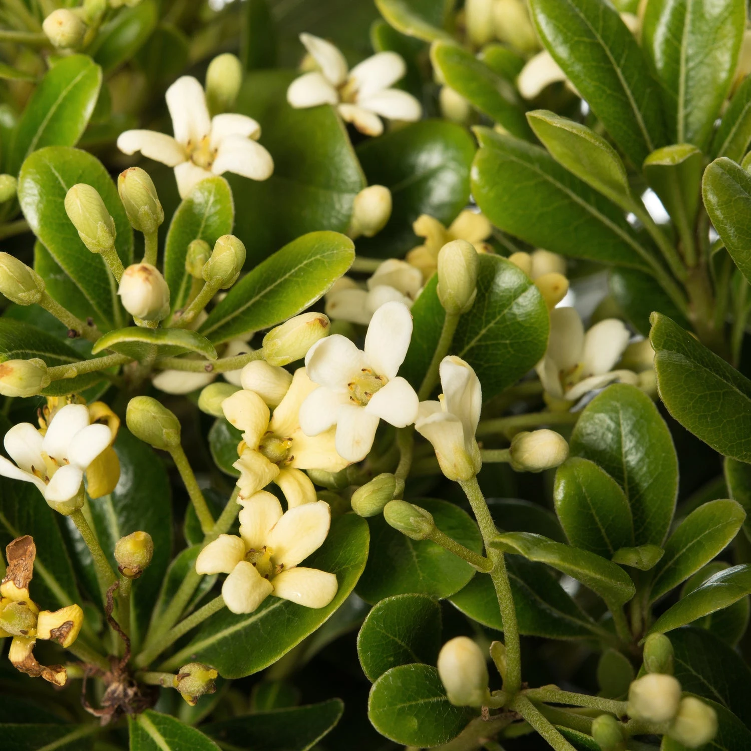 Australische Laurier (Pittosporum Tobira 'Nanum') D 10 H 30 Cm 4 Australische Laurier (Pittosporum Tobira 'Nanum') D 10 H 30 Cm - Afbeelding 2