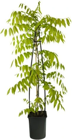 Blauwe Regen (Wisteria Brachybotrys 'Kapitan Fuji') D 21 H 175 Cm