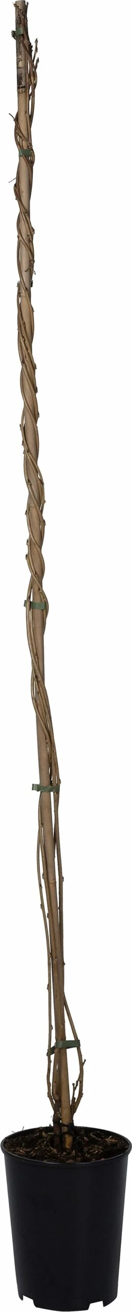 Blauwe Regen (Wisteria Floribunda 'Domino') D 23 H 210 Cm 3 Blauwe Regen (Wisteria Floribunda 'Domino') D 23 H 210 Cm