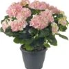 Hortensia (Hydrangea Macrophylla) Roze D 30 H 60 Cm 1 Hortensia (Hydrangea Macrophylla) Roze D 30 H 60 Cm -PlantenPuur Verkoopwinkel 8717263502005