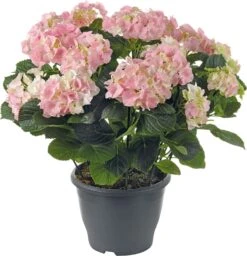 Hortensia (Hydrangea Macrophylla) Roze D 30 H 60 Cm