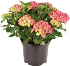 Hortensia (Hydrangea Macrophylla) Rood D 30 H 60 Cm