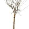Dwergsering (Syringa Meyeri 'Palibin') D 23 H 60 Cm