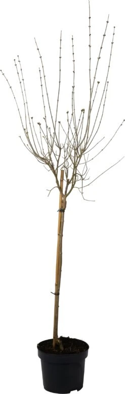 Dwergsering (Syringa Meyeri 'Palibin') D 23 H 60 Cm