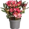 Rhododendron (Rhododendron 'Wine & Roses') D 19 H 30 Cm -PlantenPuur Verkoopwinkel 8717263520917