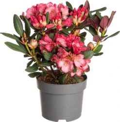 Rhododendron (Rhododendron 'Wine & Roses') D 19 H 30 Cm