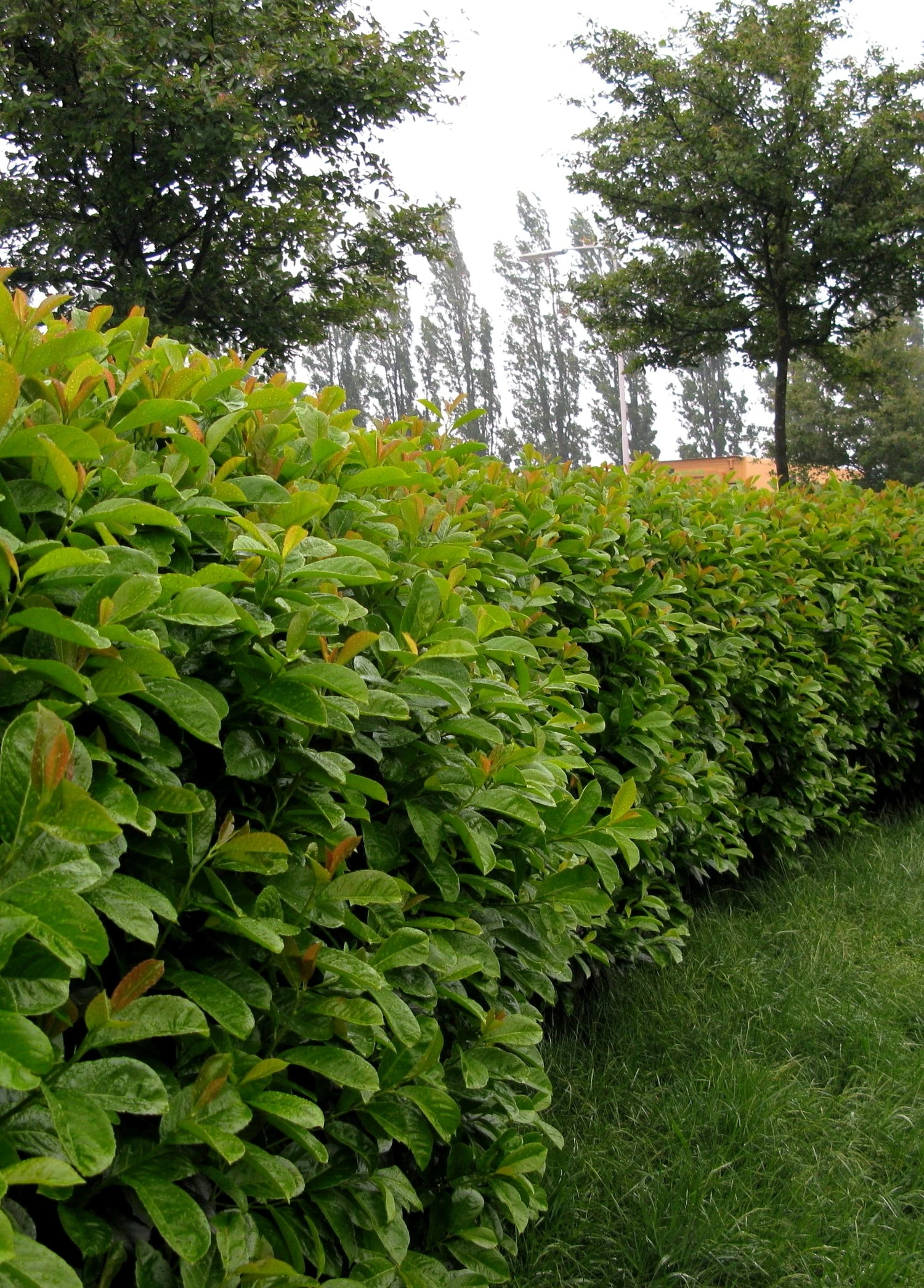 Laurierkers (Prunus Laurocerasus 'Etna') D 23 H 40 Cm 3 Laurierkers (Prunus Laurocerasus 'Etna') D 23 H 40 Cm