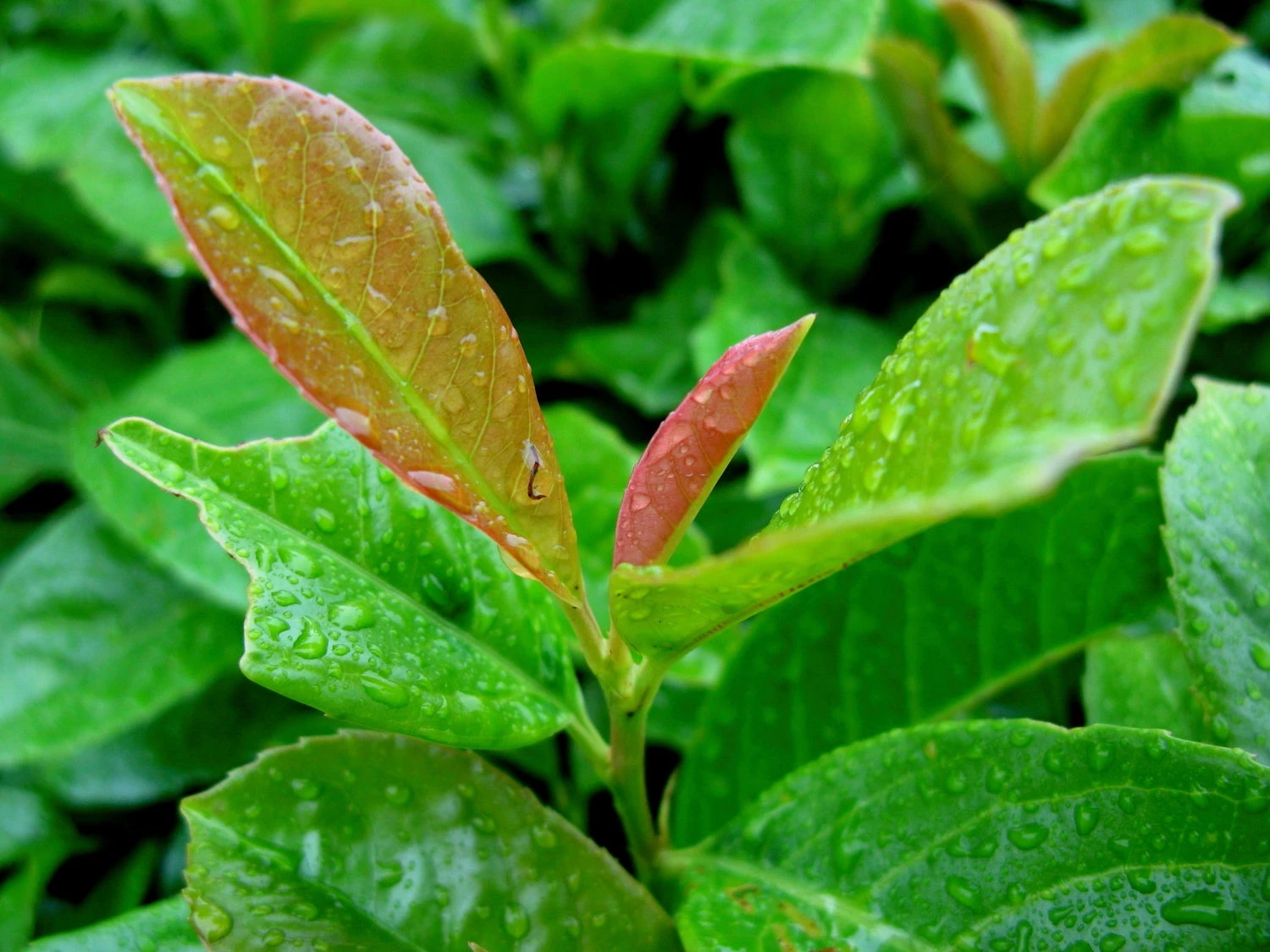 Laurierkers (Prunus Laurocerasus 'Etna') D 23 H 40 Cm 4 Laurierkers (Prunus Laurocerasus 'Etna') D 23 H 40 Cm - Afbeelding 2