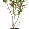 Beverboom (Magnolia Liliiflora 'Nigra') D 23 H 40 Cm 2 Beverboom (Magnolia Liliiflora 'Nigra') D 23 H 40 Cm -PlantenPuur Verkoopwinkel 8717263522898