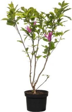 Beverboom (Magnolia Liliiflora 'Nigra') D 23 H 40 Cm