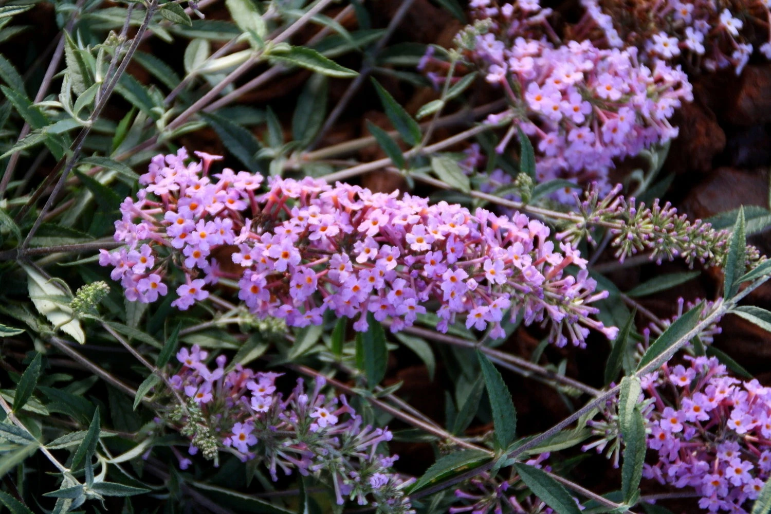 Dwergvlinderstruik (Buddleja Free Petite 'Lavender Flow') D 23 H 40 Cm 4 Dwergvlinderstruik (Buddleja Free Petite 'Lavender Flow') D 23 H 40 Cm - Afbeelding 2