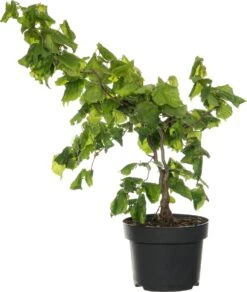 Kronkelhazelaar (Corylus Avalana 'Contorta') D 23 H 20 Cm