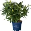 Rhododendron (Rhododendron 'Red Devil') D 23 H 65 Cm 2 Rhododendron (Rhododendron 'Red Devil') D 23 H 65 Cm -PlantenPuur Verkoopwinkel 8717263524298 0